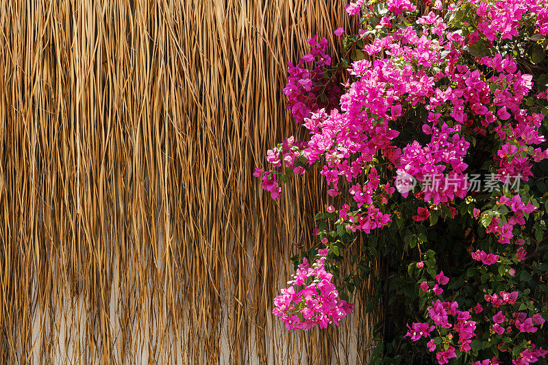 bodrum mugla火鸡的传统九重葛花